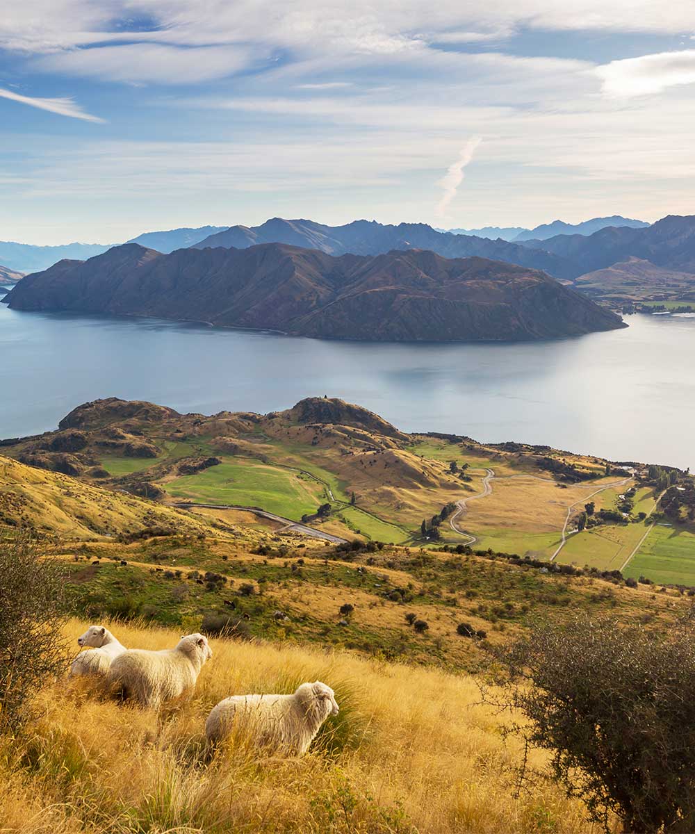 Gallery-NZ-02