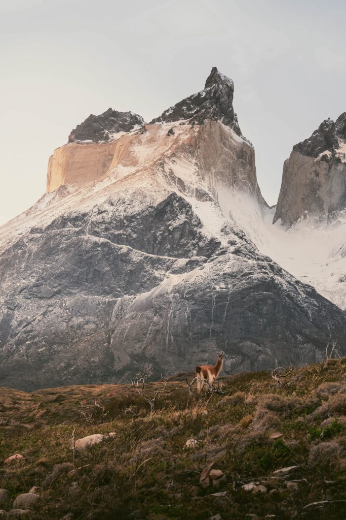 Guanaco standing on a grassy hill surrounded by big mountains at Torres del Paine, Chile